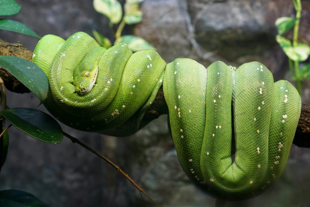 Snake Spirit Animal