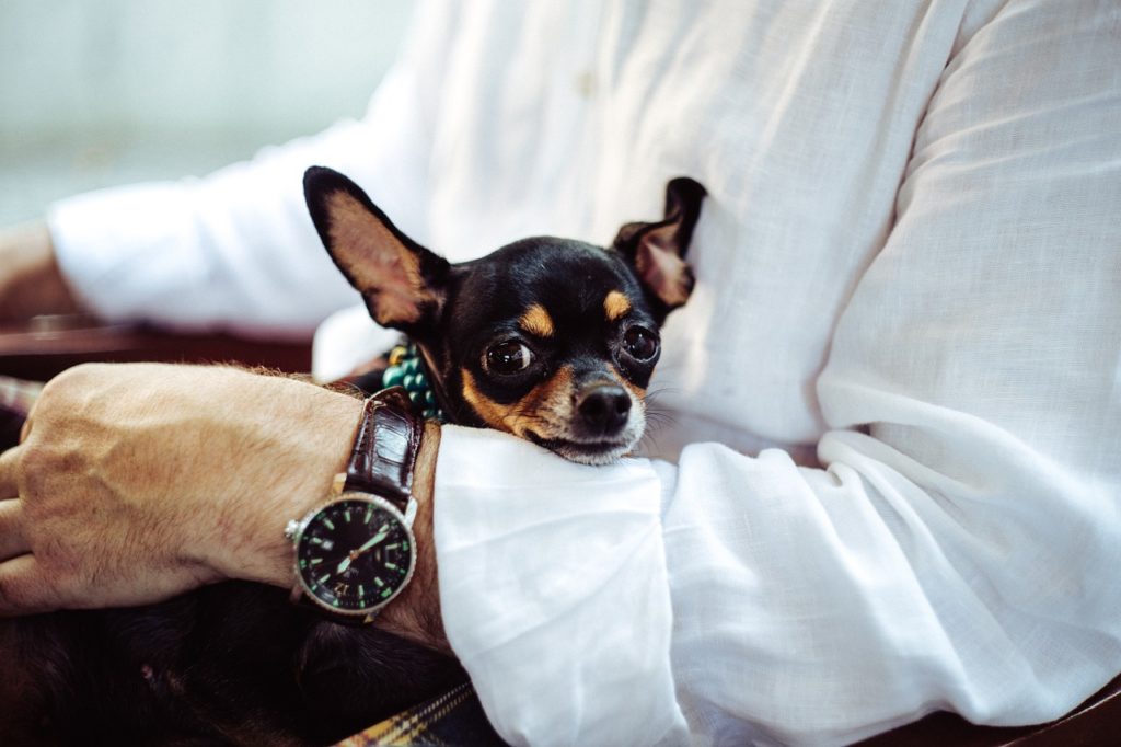 dogs can help us connect and heal