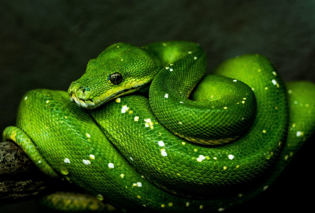 Snake Spirit animal