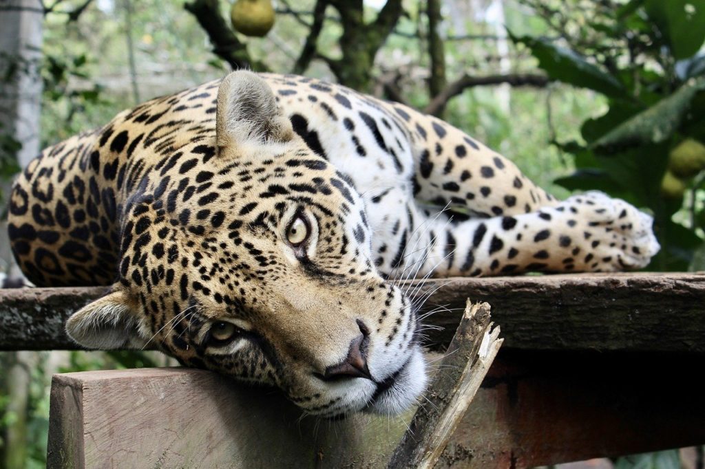What’s Your Spirit Animal? The Truth Might Surprise You