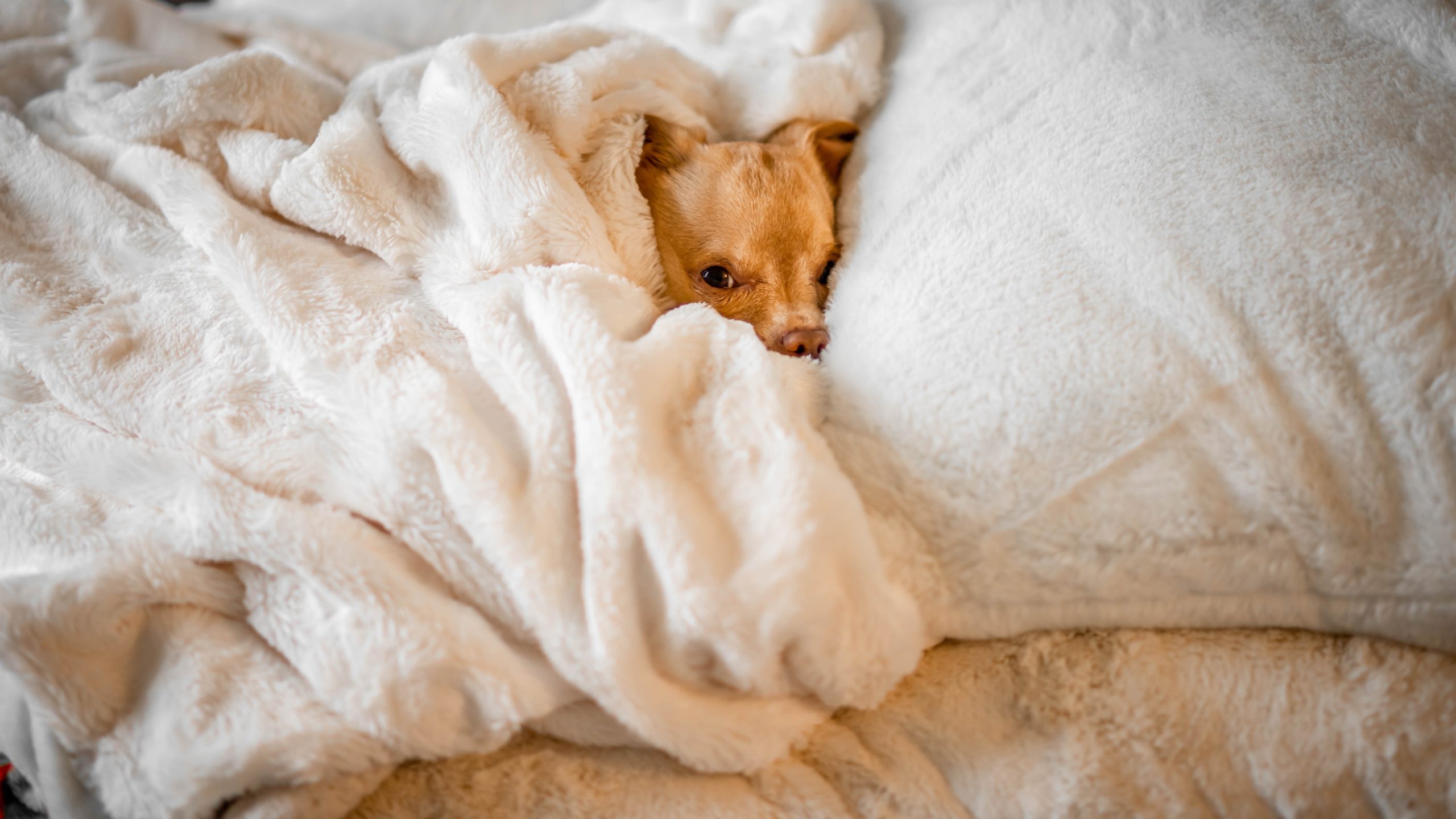 Dog Anxiety Around Fireworks and Storms: Stressful For Pets and Humans
