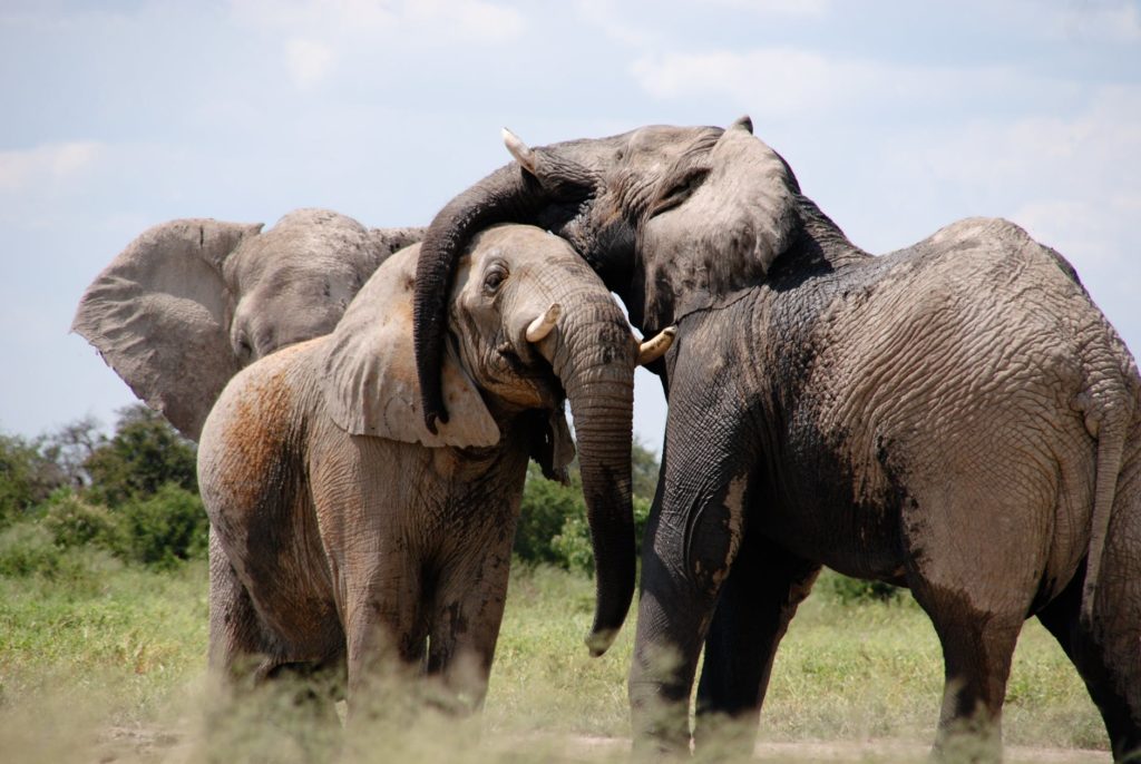 elephants reunited