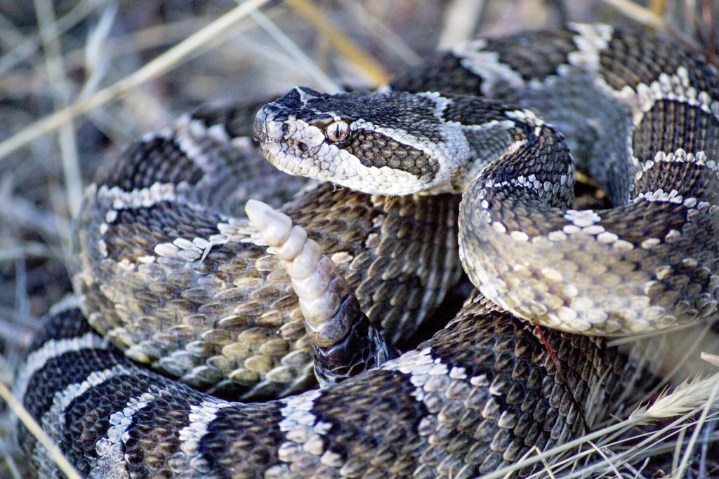 Talking With Animals: My Conversation With Grandfather Snake
