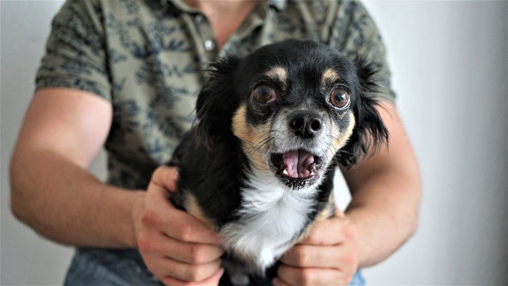 How To Calm Down A Dog On Fireworks Night