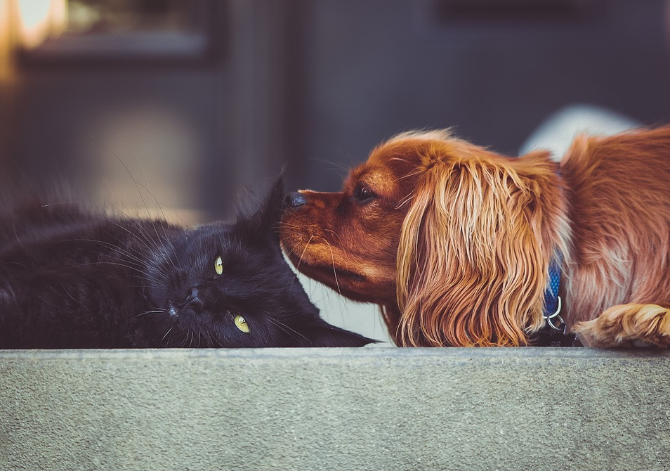 cat and dog together