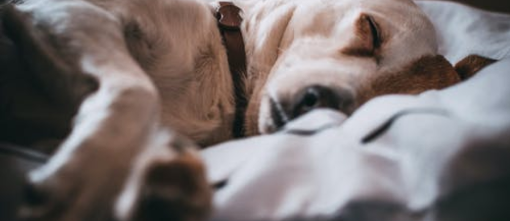 dog seizure symptoms
