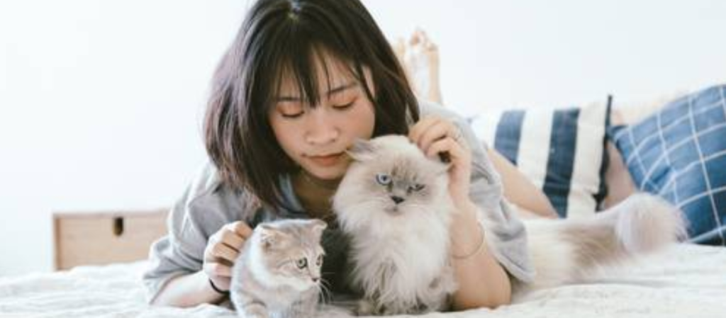 how to keep indoor cat happy