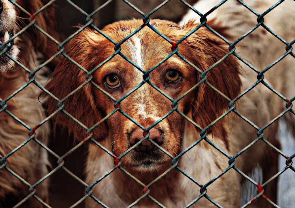 adopting a shelter dog