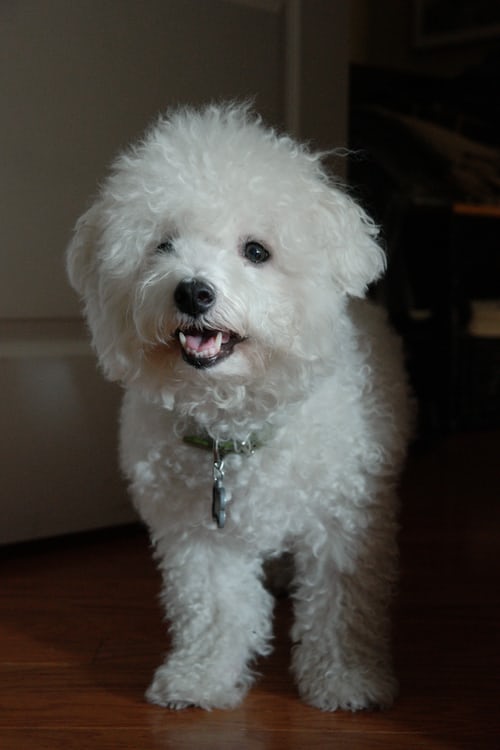 adopting a shelter dog bichon