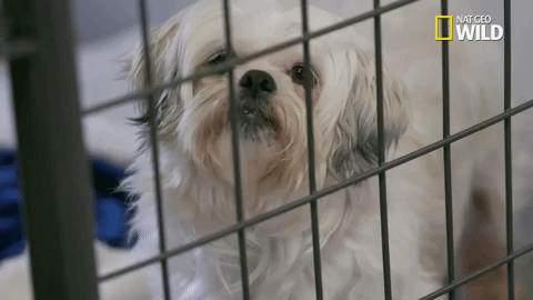 dog in shelter