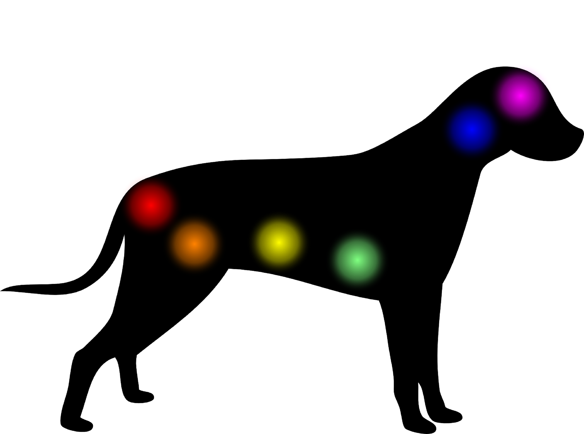animal chakra