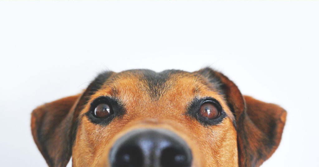 animals see ghosts