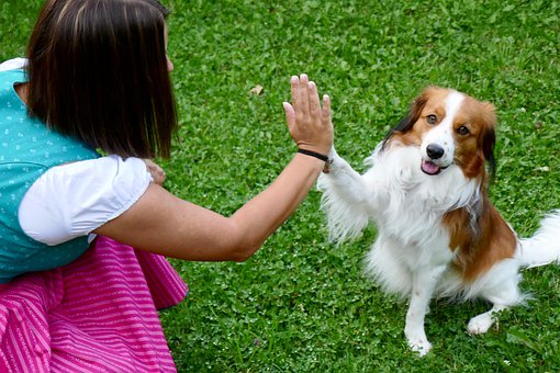 learn animal communication