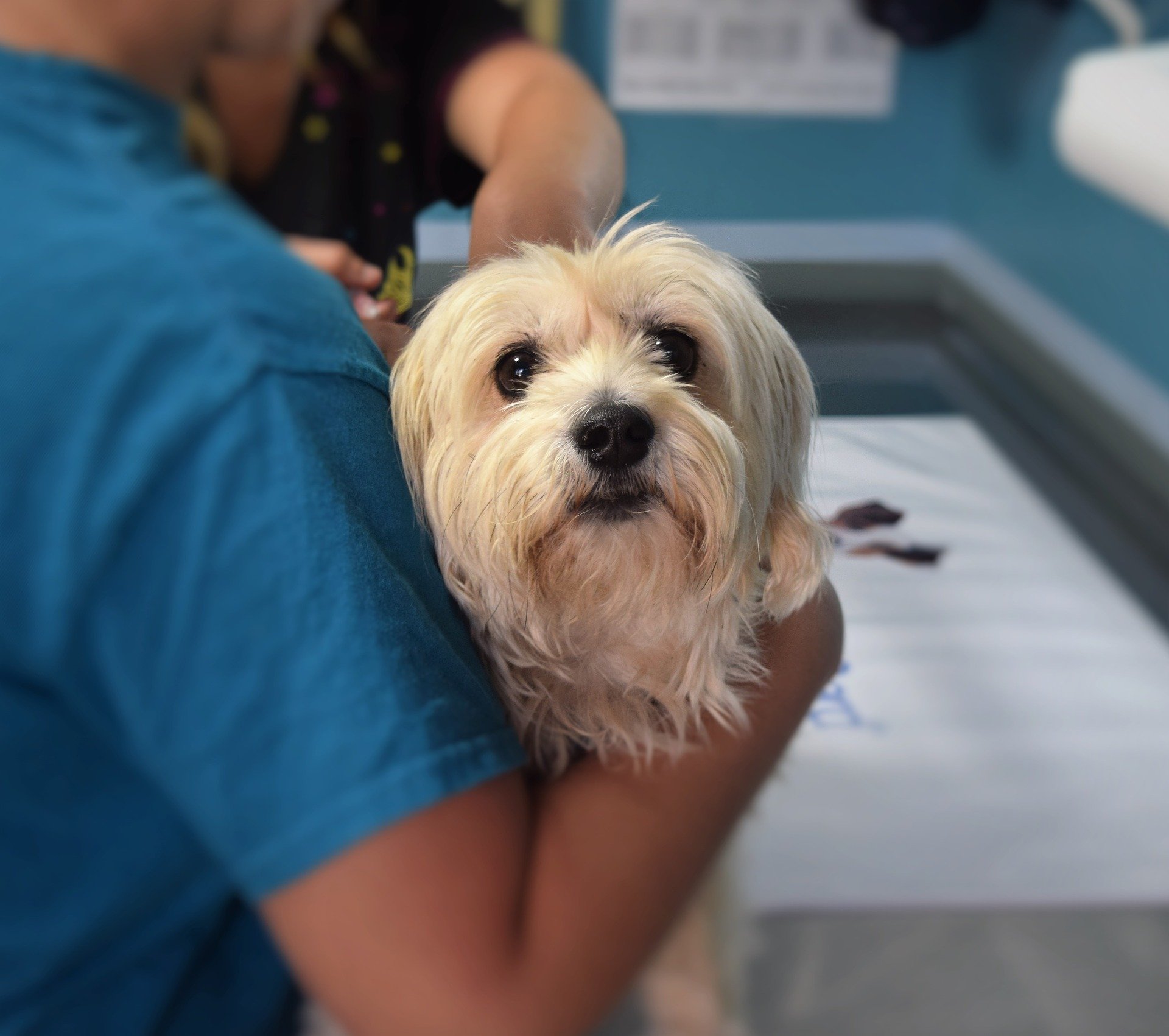 vet tech