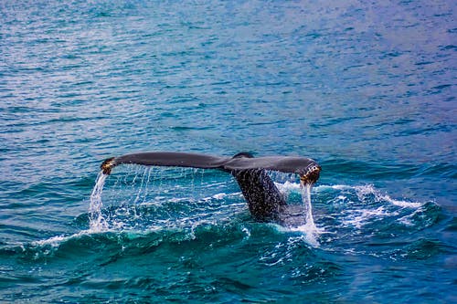 whale whisperer