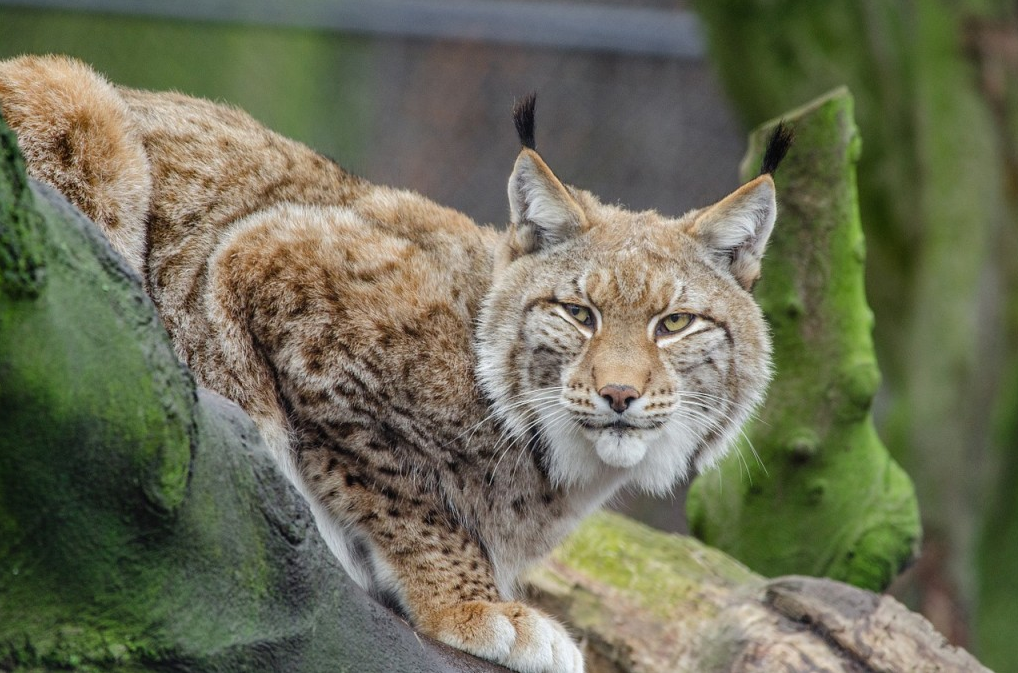 wildlife rescue