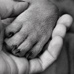 human animal BodyMind connection 3