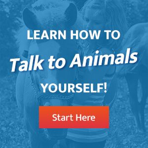 Learn How to Talk with Animals