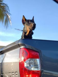animal behavior 2