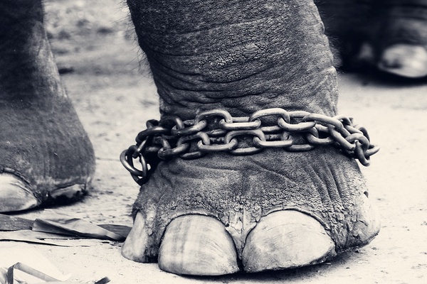 elephant story 2
