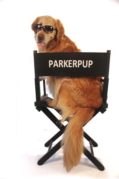 jobs for dog lovers 12