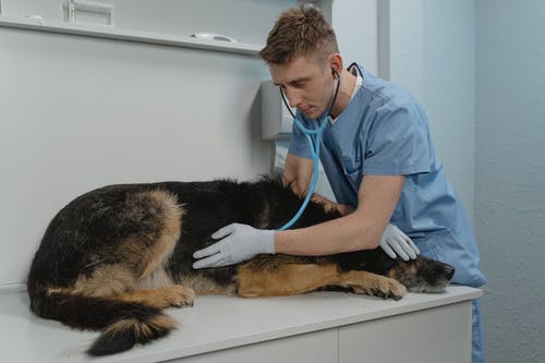 veterinarian