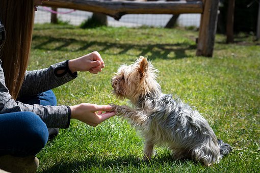 jobs for dog lovers 6