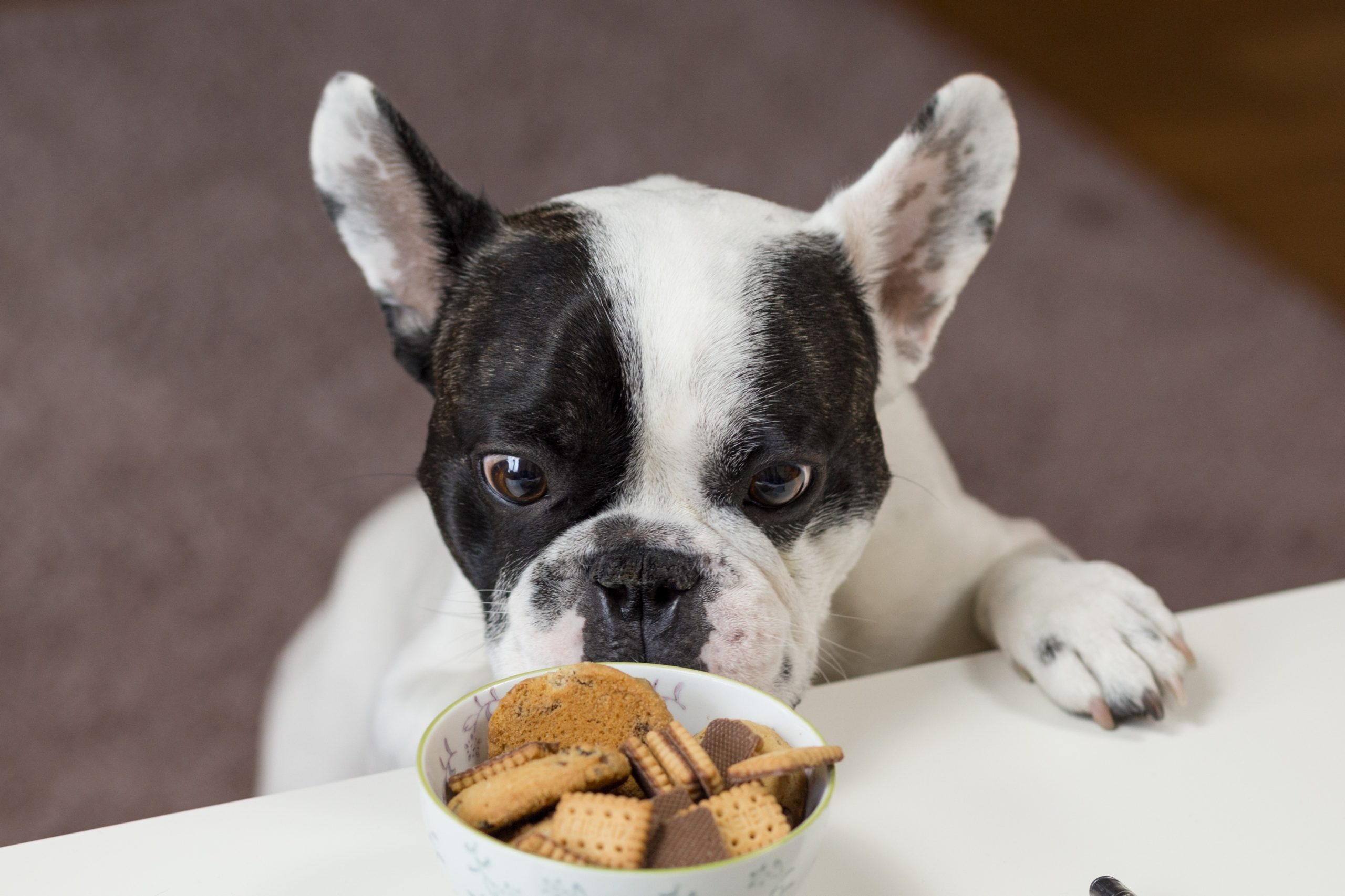 jobs for dog lovers 7