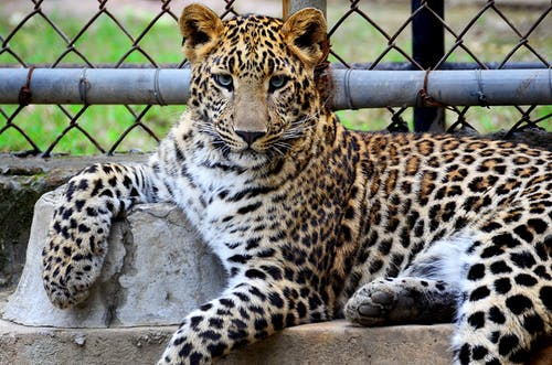 San Antonio Zoo Big Cat