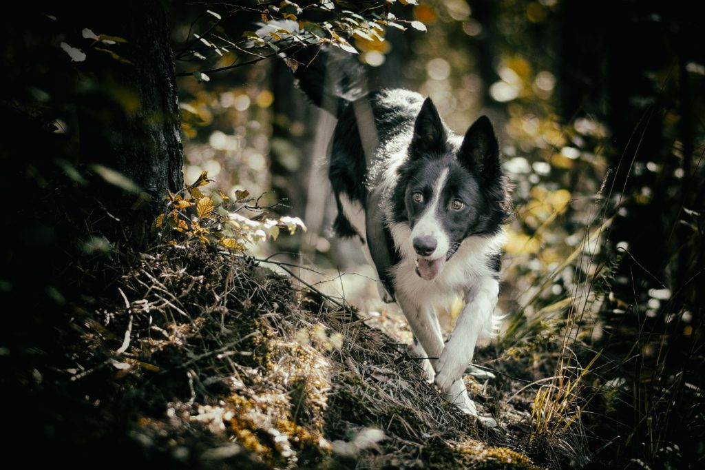 lost dog