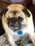 Mugsy-PatB-2