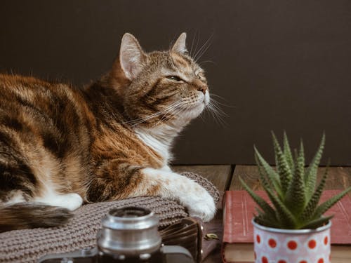 how to purr 2