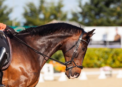 lame horse 3