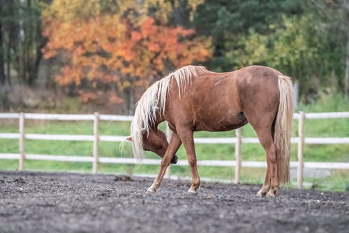 lame horse