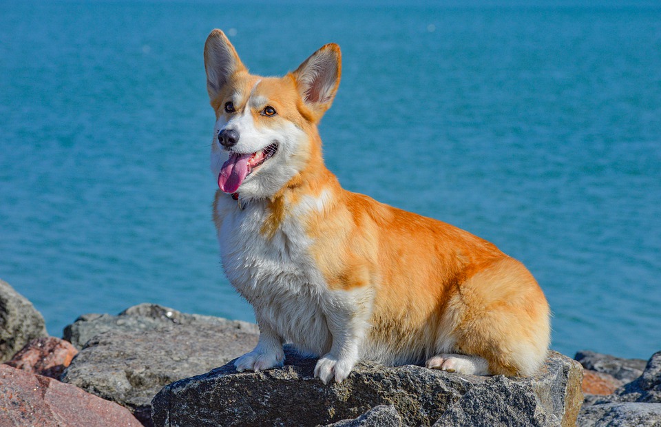 is my dog happy