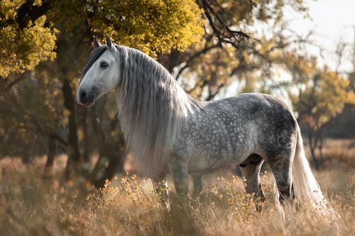 speaking to animals
