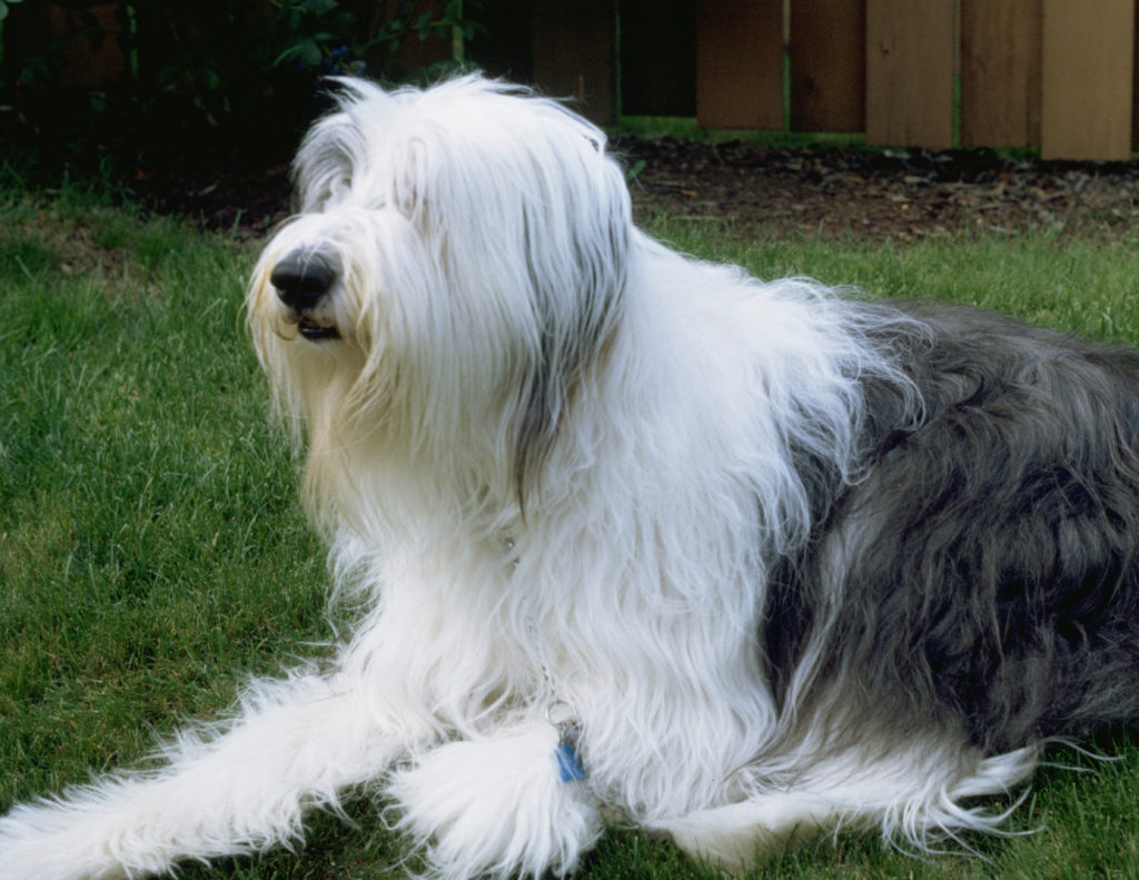 back injuries in dogs