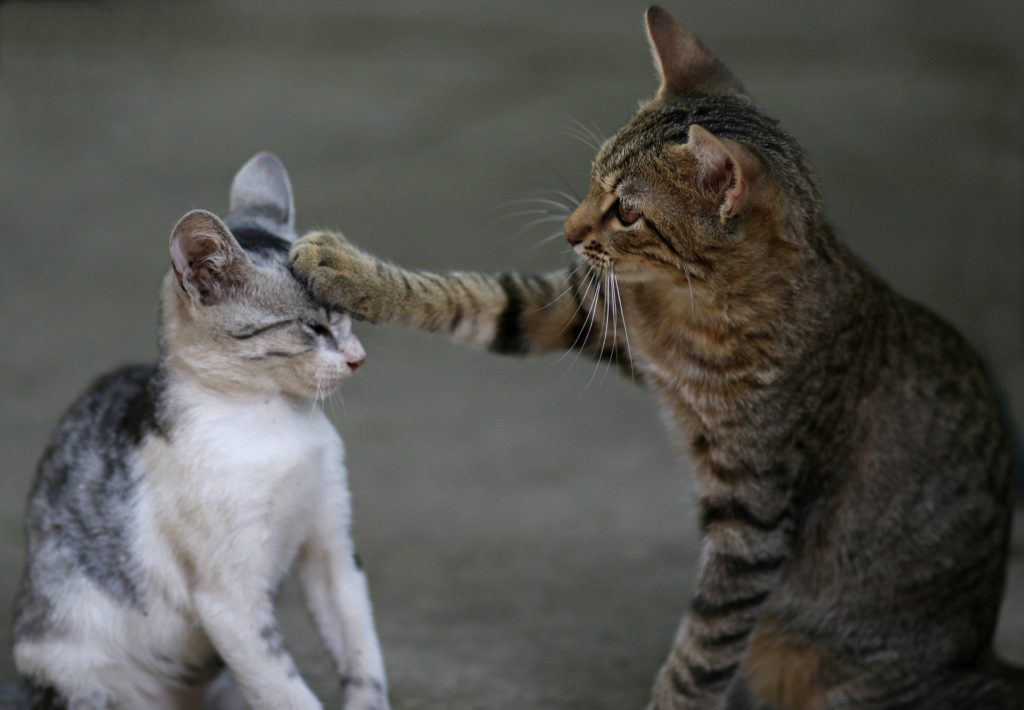 cat communication