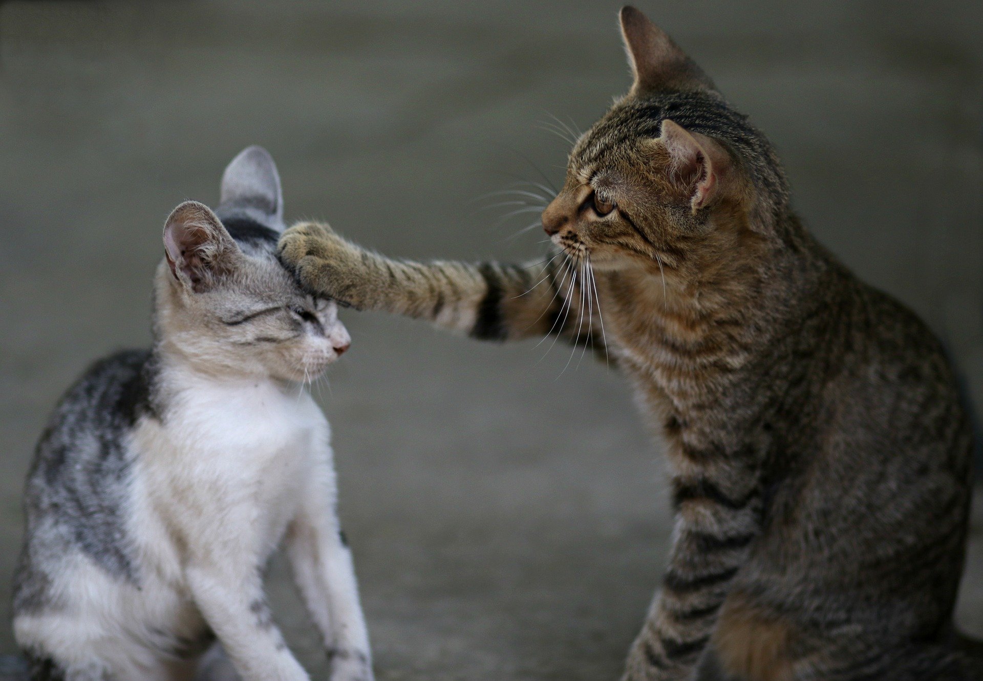 cat communication
