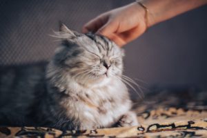 noise phobias 2