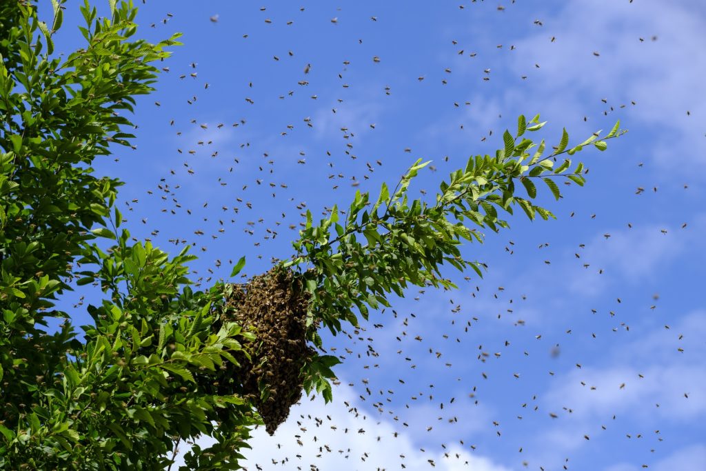 bees