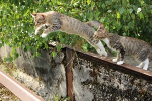 cat jumping