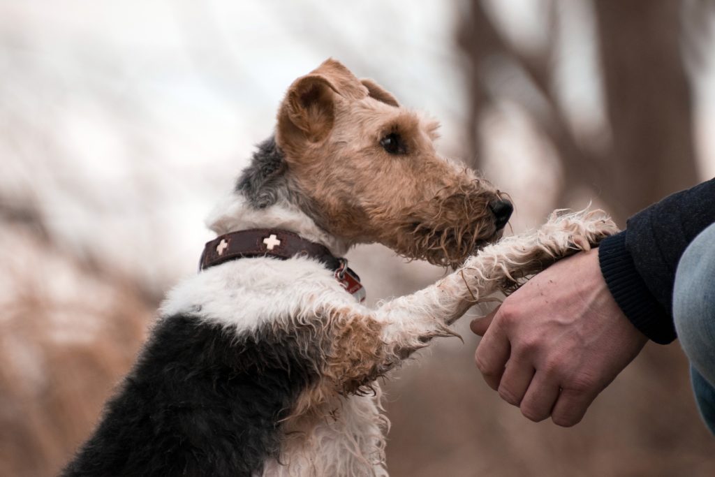 speaking to animals 6