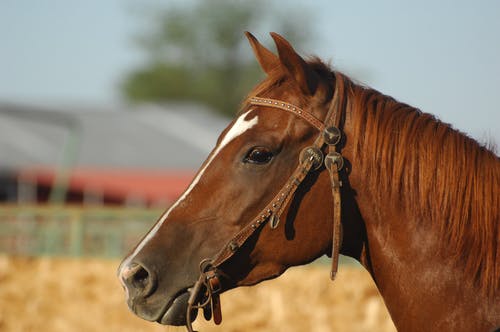 communicating with horses 3