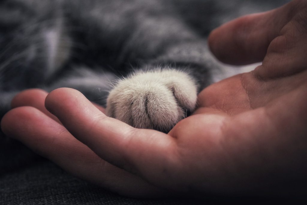 grieving a pet