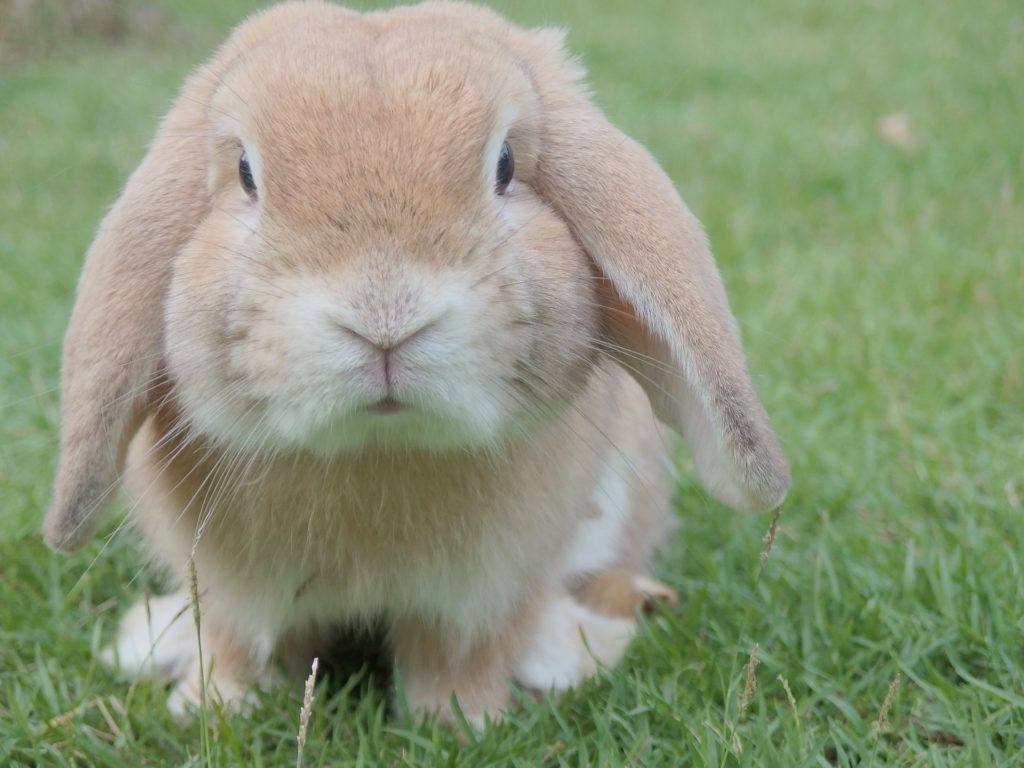 talk to animals 2