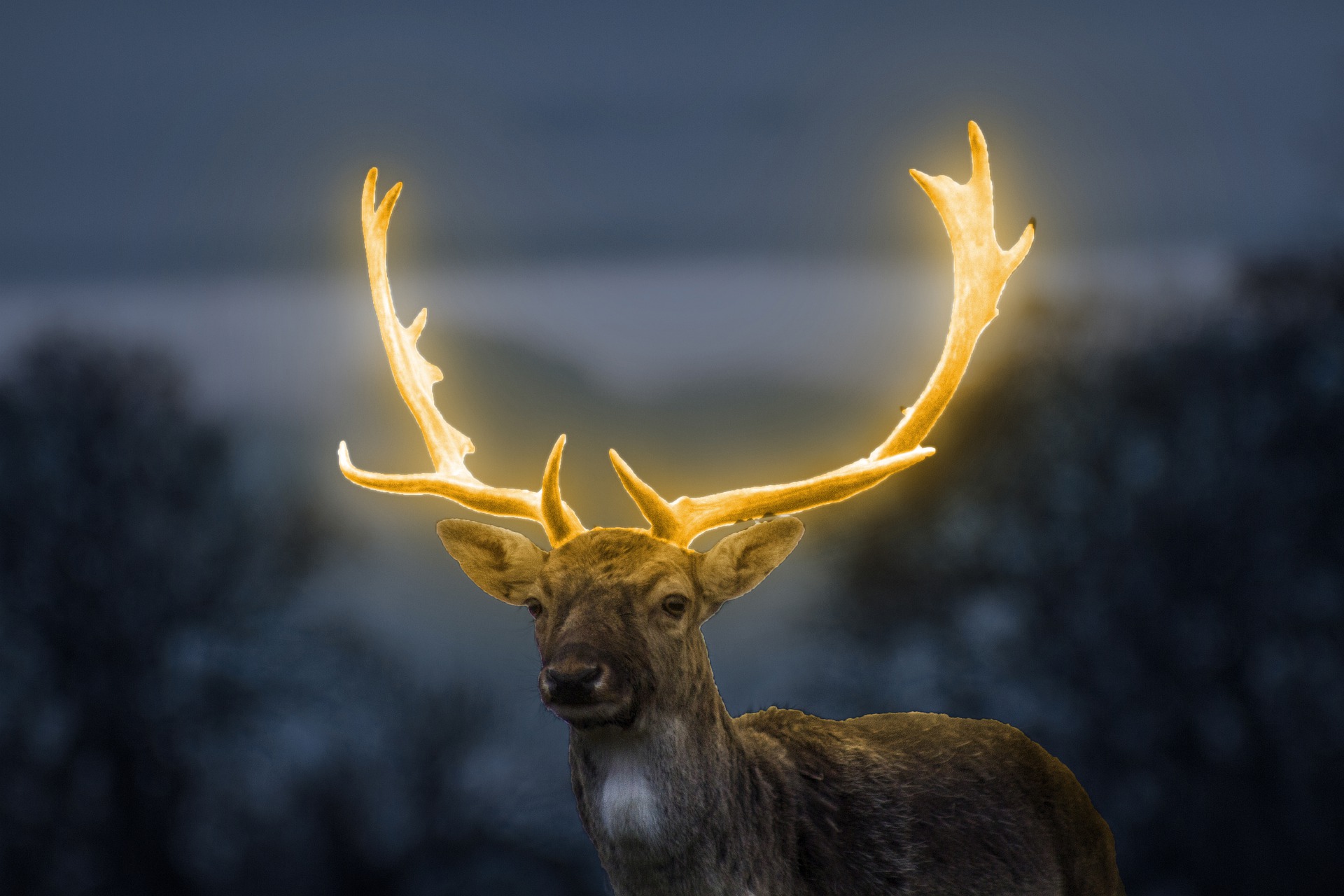 animal's aura