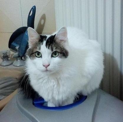 Kitty-KlaudiaS
