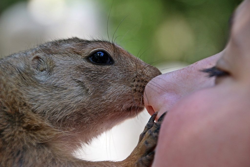 talk to animals 4