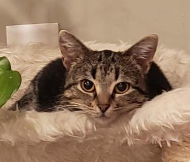 Little Dude-LiliZ